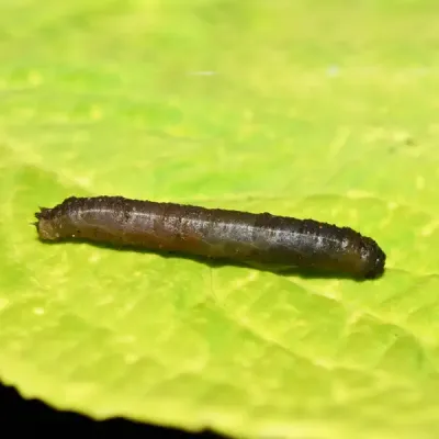 cranefly larva