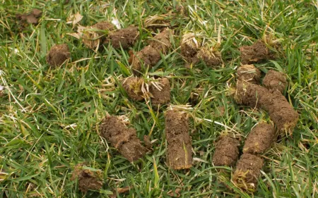 aeration lawn plugs