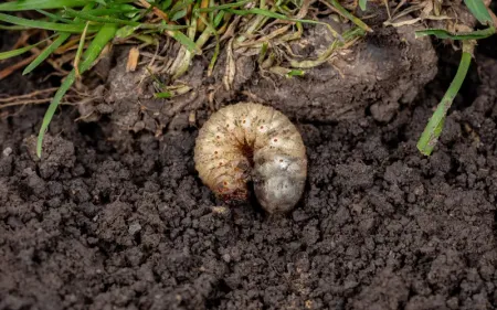 grubs in soil