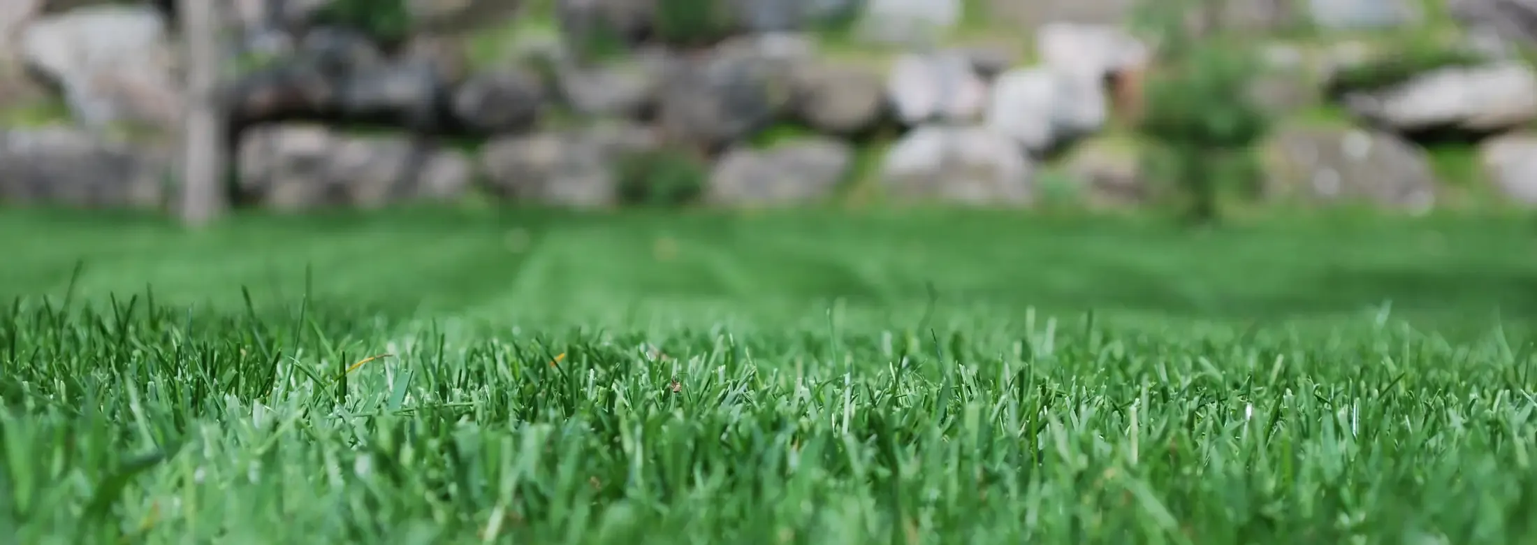 close up grass