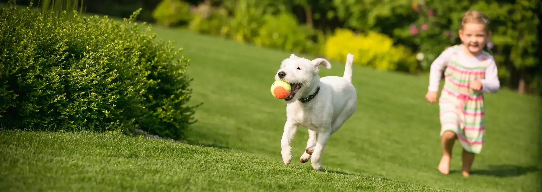 Playing in green lawn